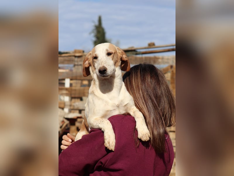 Pablo – Ein kleiner Held sucht Zuhause