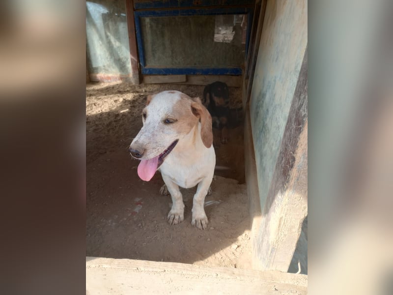 Pablo – Ein kleiner Held sucht Zuhause