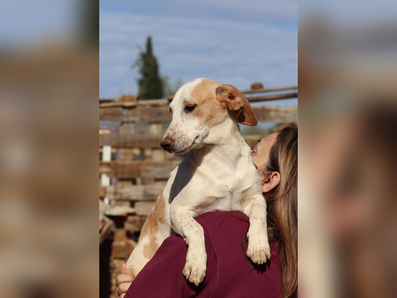 Pablo – Ein kleiner Held sucht Zuhause