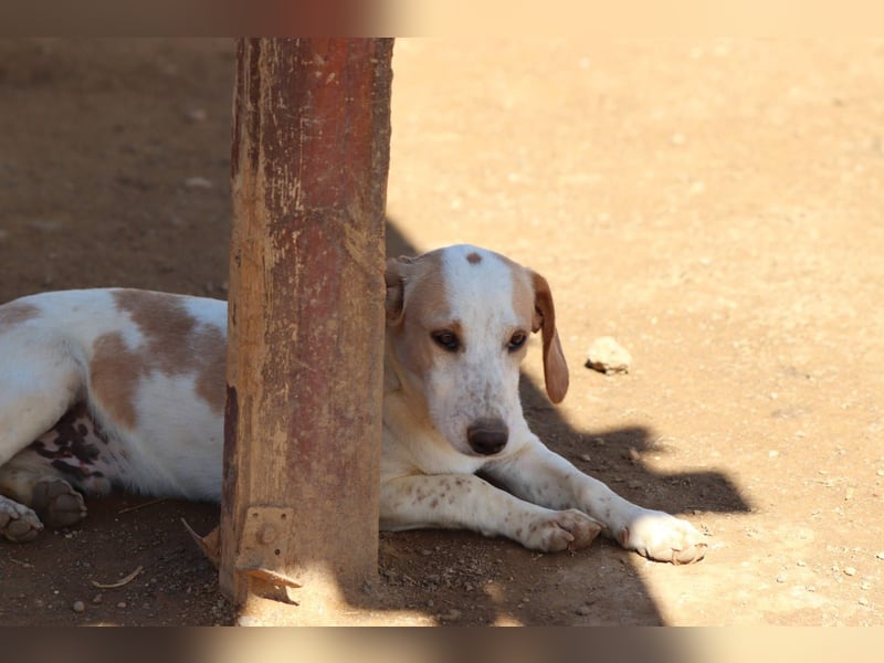 Pablo – Ein kleiner Held sucht Zuhause