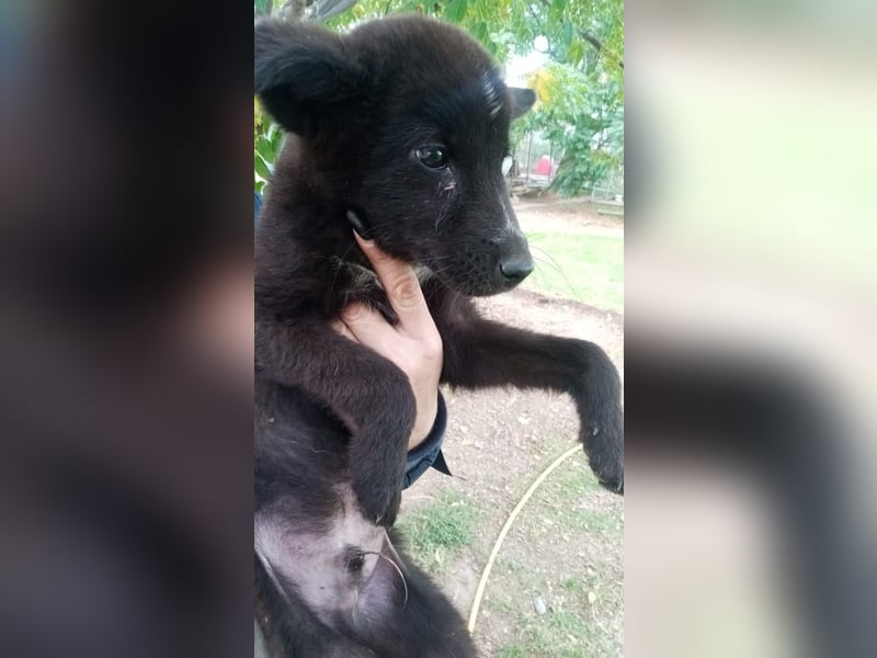 Paris - Mini-Hund mit Riesen-Herz
