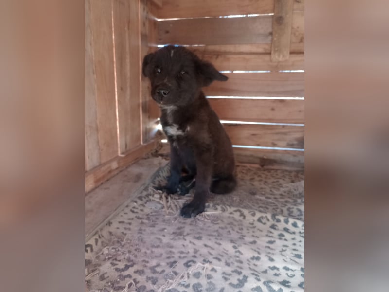 Paris - Mini-Hund mit Riesen-Herz