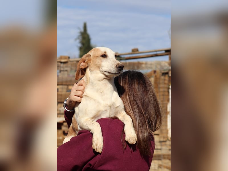 Pablo – Ein kleiner Held sucht Zuhause