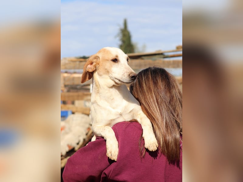 Pablo – Ein kleiner Held sucht Zuhause