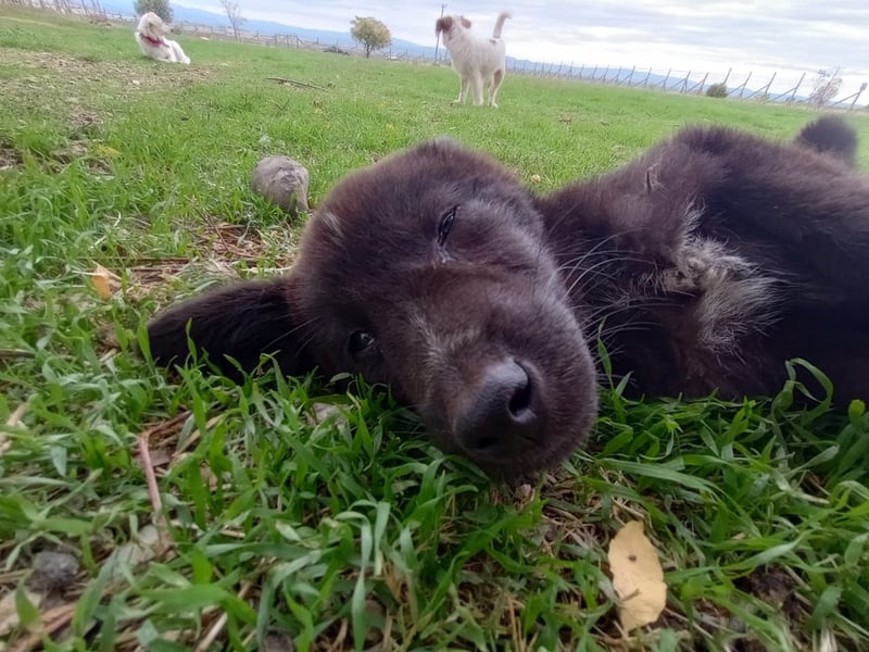 Paris - Mini-Hund mit Riesen-Herz