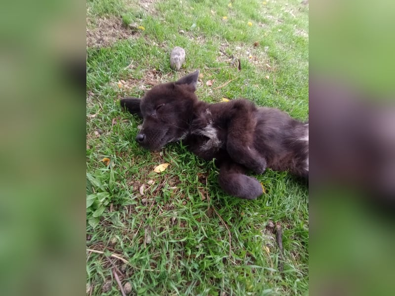 Paris - Mini-Hund mit Riesen-Herz