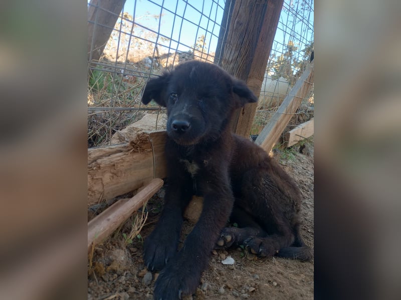 Paris - Mini-Hund mit Riesen-Herz