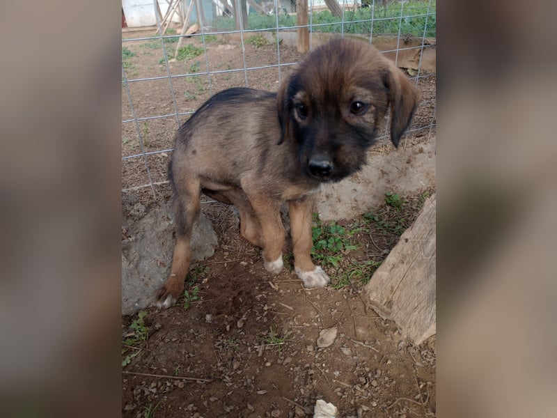 Lila – Ein zartes, kleines Hundemädchen sucht ihr liebevolles Zuhause