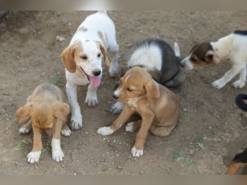 Pablo – Ein kleiner Held sucht Zuhause