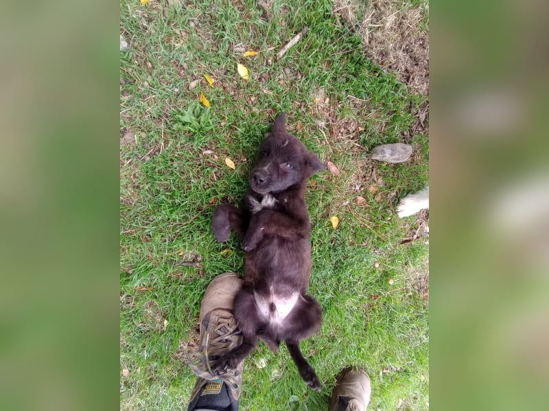 Paris - Mini-Hund mit Riesen-Herz