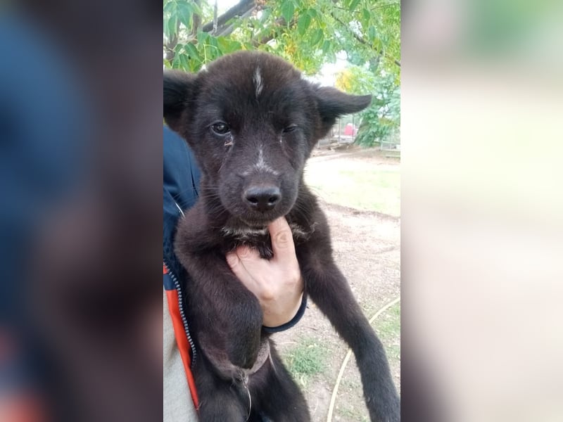 Paris - Mini-Hund mit Riesen-Herz