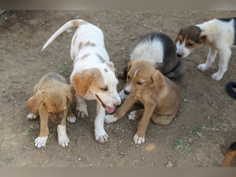 Pablo – Ein kleiner Held sucht Zuhause