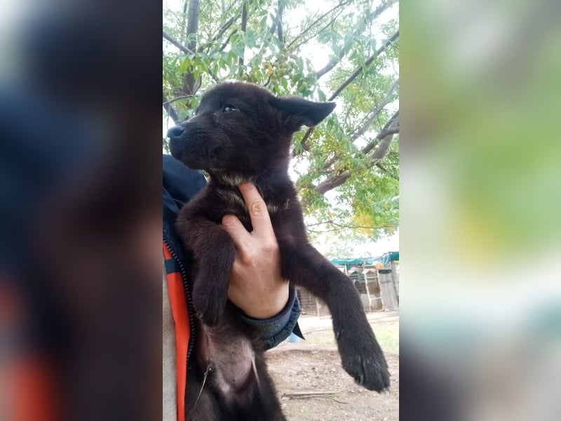 Paris - Mini-Hund mit Riesen-Herz