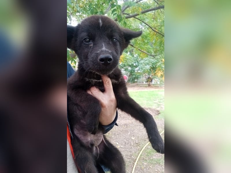 Paris - Mini-Hund mit Riesen-Herz