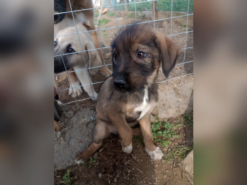 Lila – Ein zartes, kleines Hundemädchen sucht ihr liebevolles Zuhause