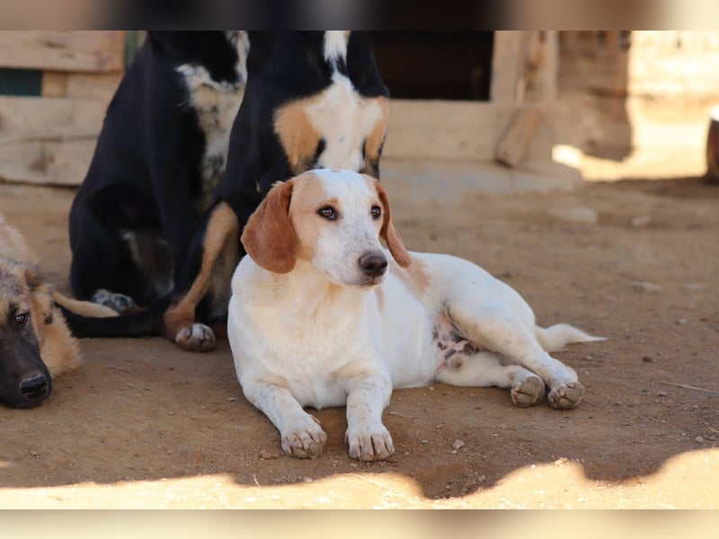 Pablo – Ein kleiner Held sucht Zuhause
