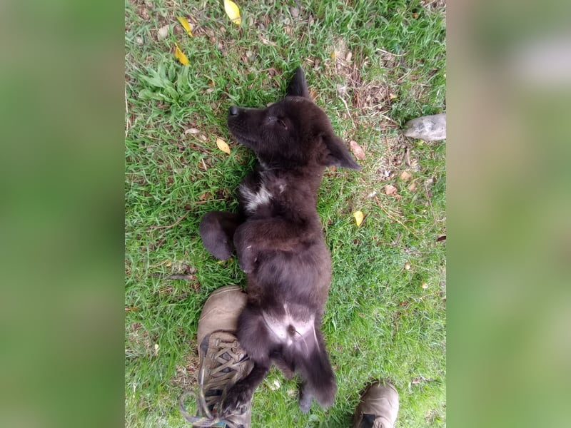 Paris - Mini-Hund mit Riesen-Herz