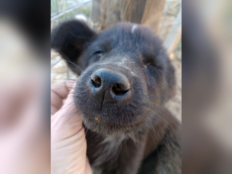 Paris - Mini-Hund mit Riesen-Herz