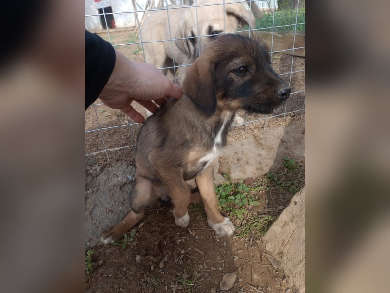 Lila – Ein zartes, kleines Hundemädchen sucht ihr liebevolles Zuhause