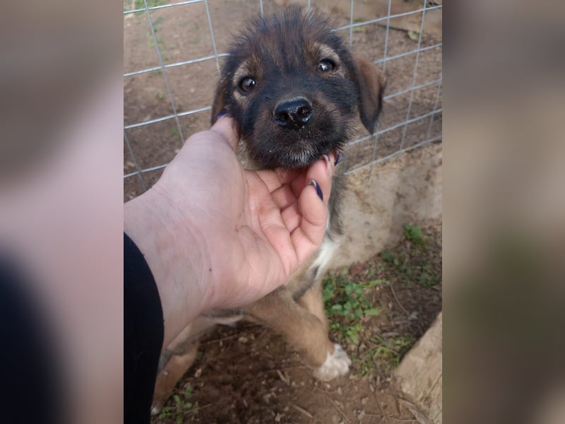 Lila – Ein zartes, kleines Hundemädchen sucht ihr liebevolles Zuhause