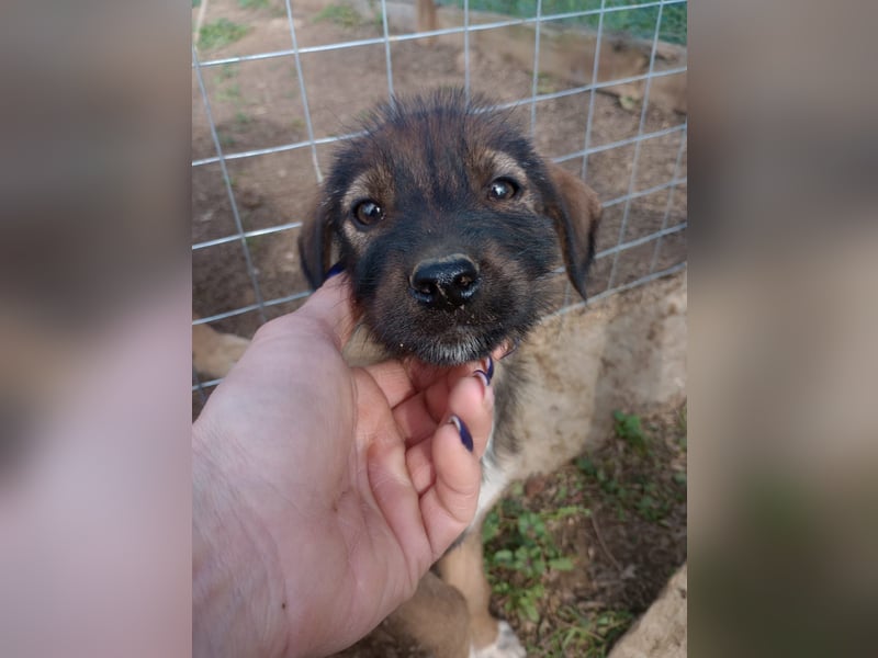 Lila – Ein zartes, kleines Hundemädchen sucht ihr liebevolles Zuhause