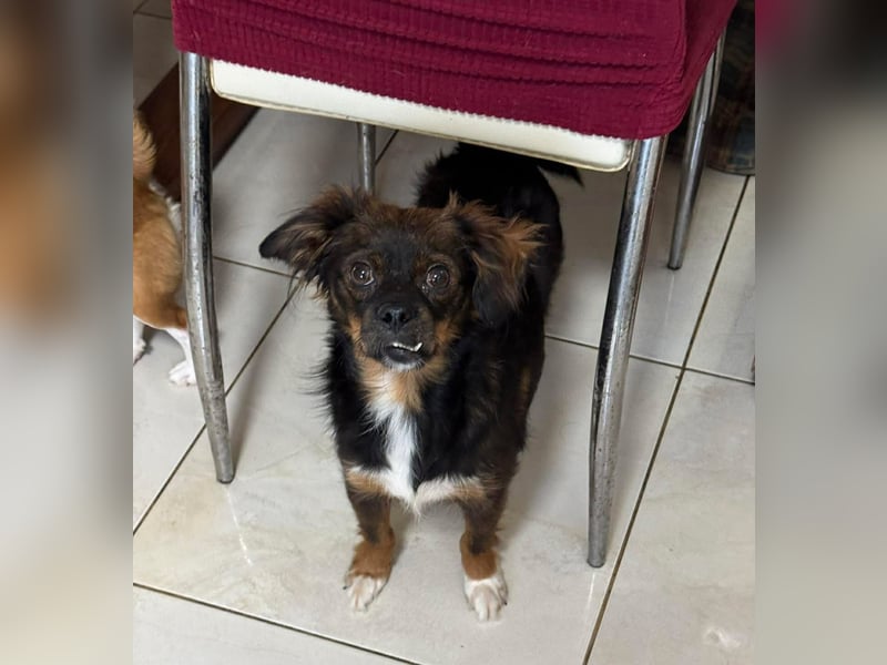 Aria - sucht ihre Menschen