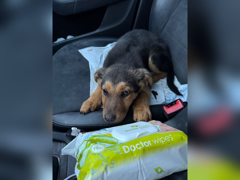 FRIEDA - Hundekind sucht Familienanschluss