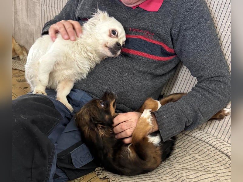 Aria - sucht ihre Menschen