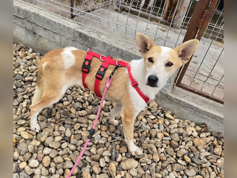 NICO - oder das langsame Sterben der Hoffnung...