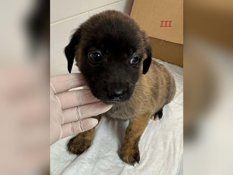 Fünf "Stromer" suchen ein Zuhause