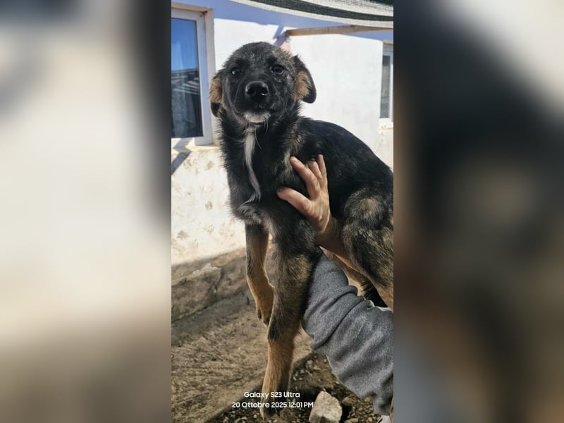 KALIMERO sucht Familienanschlusd