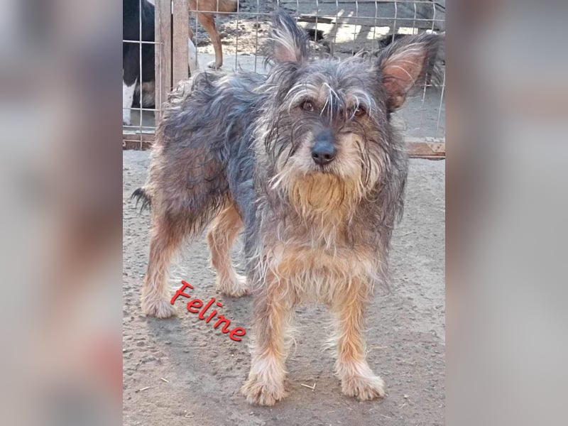 FELINE sucht ihr Zuhause