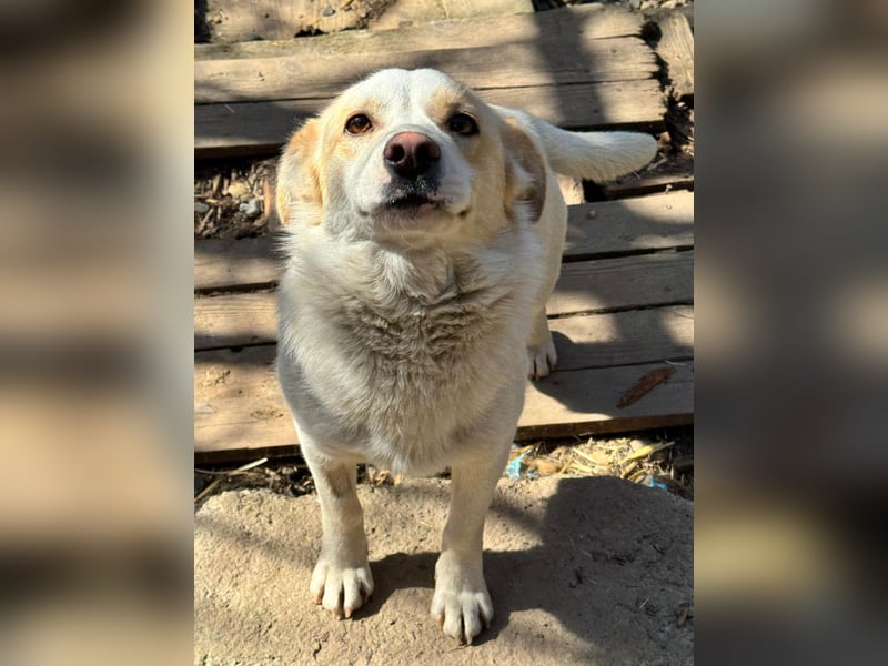 BLONDIE - Zuhause gesucht...