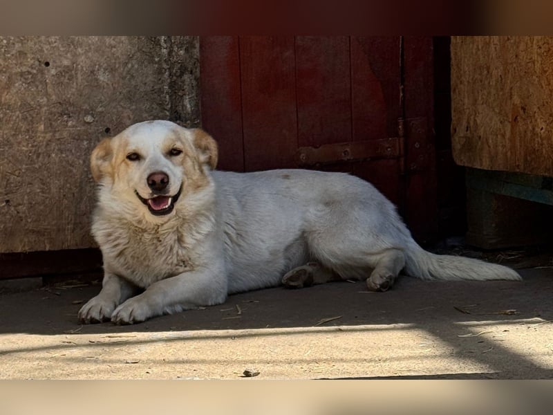 BLONDIE - Zuhause gesucht...