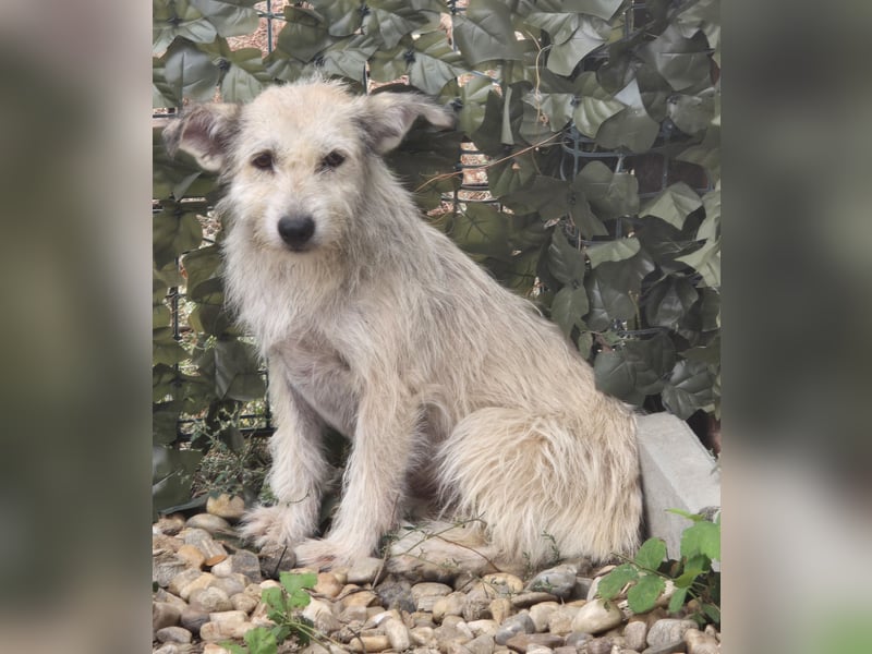 Blanca - sanfte Hündin sucht ihr Körbchen für's Leben