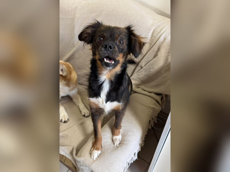 Aria - sucht ihre Menschen