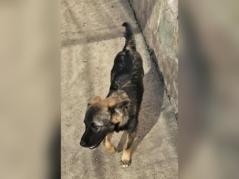 KALIMERO sucht Familienanschlusd