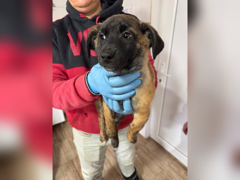 Fünf "Stromer" suchen ein Zuhause