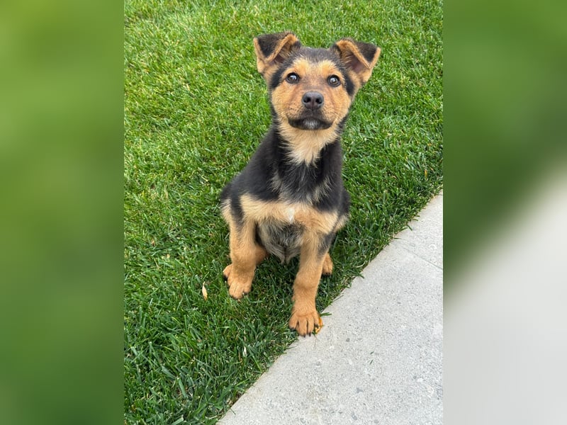 FRIEDA - Hundekind sucht Familienanschluss