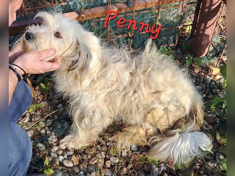 PENNY - möchte endlich raus, aus dem Tierheim PENNY - möchte endlich raus, aus dem Tierheim