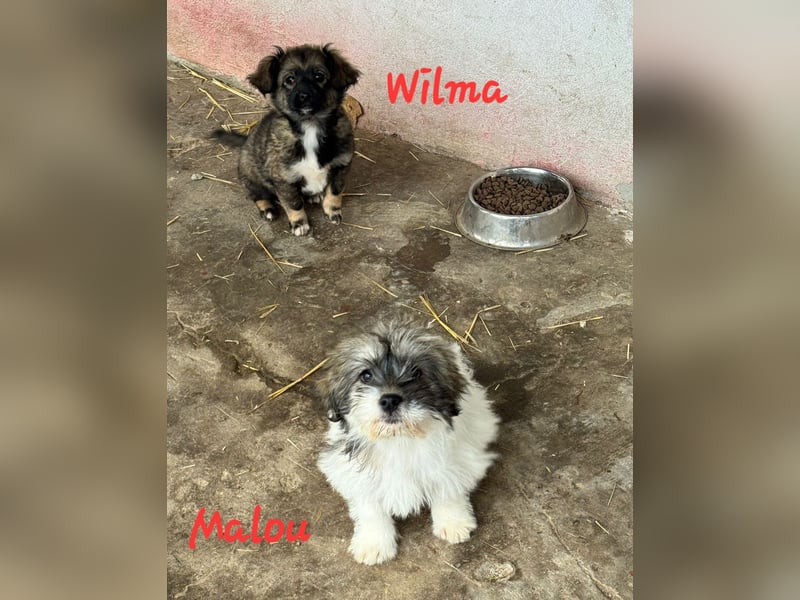 MALOU & WILMA