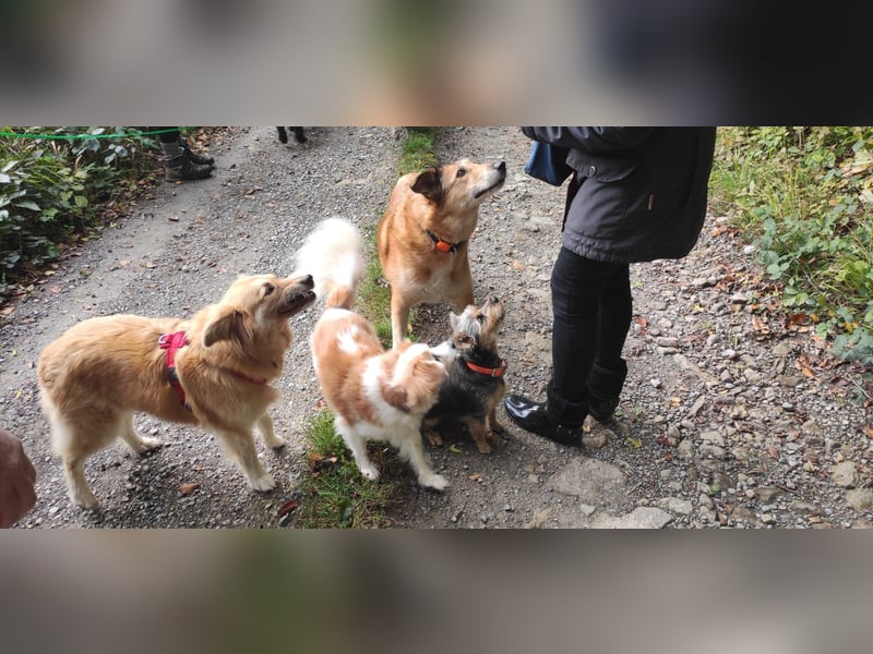 NOTFALL‼️  LOTTI braucht DRINGEND ein neues Zuhause