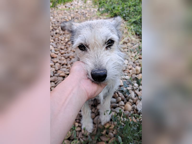 Blanca - sanfte Hündin sucht ihr Körbchen für's Leben