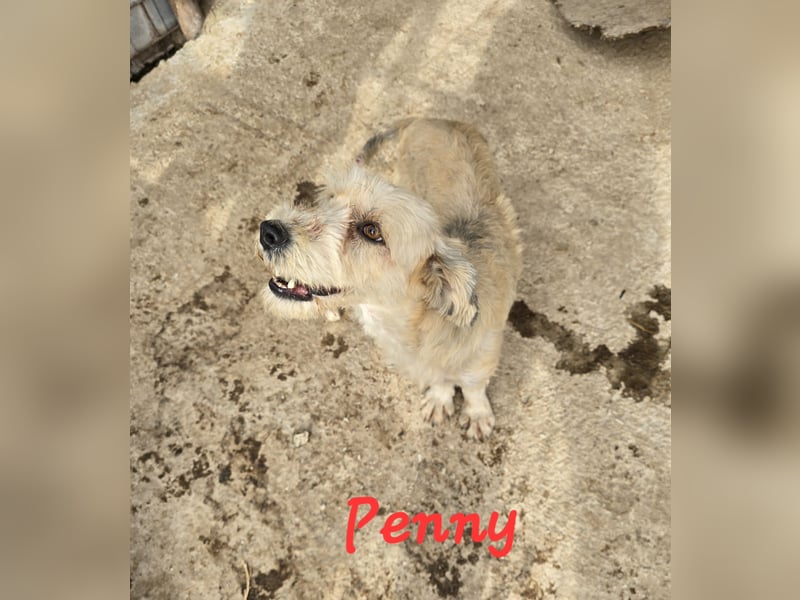 PENNY - möchte endlich raus, aus dem Tierheim PENNY - möchte endlich raus, aus dem Tierheim