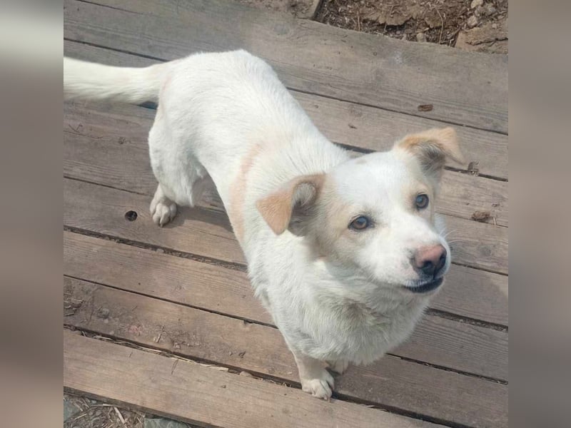 BLONDIE - Zuhause gesucht...