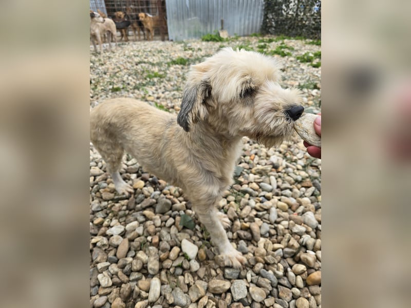 PENNY - möchte endlich raus, aus dem Tierheim PENNY - möchte endlich raus, aus dem Tierheim