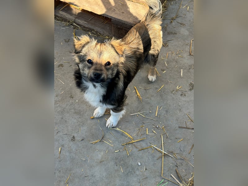 JOEY und JIMMY - 2 Brüder suchen ihre Menschen