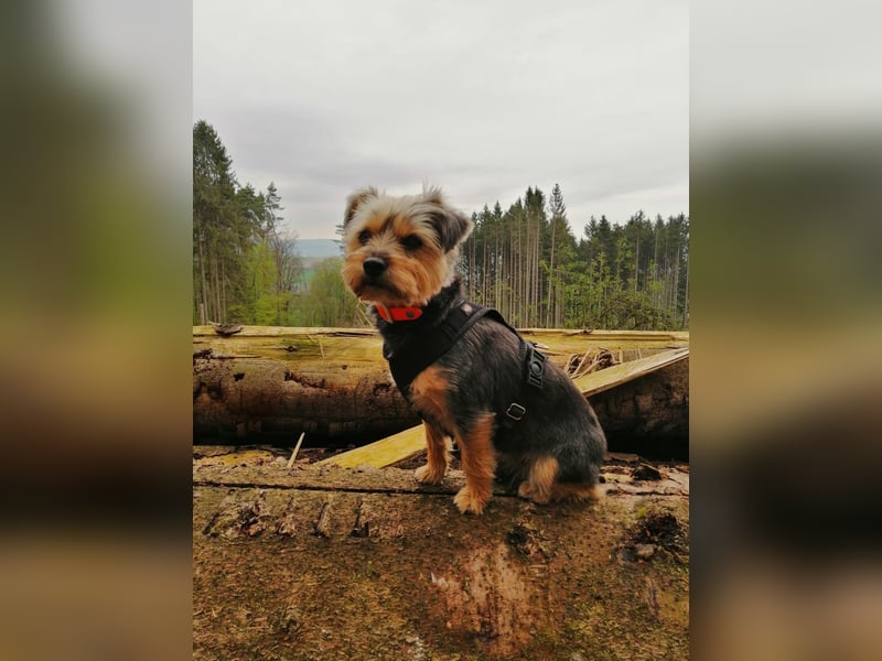 NOTFALL‼️  LOTTI braucht DRINGEND ein neues Zuhause