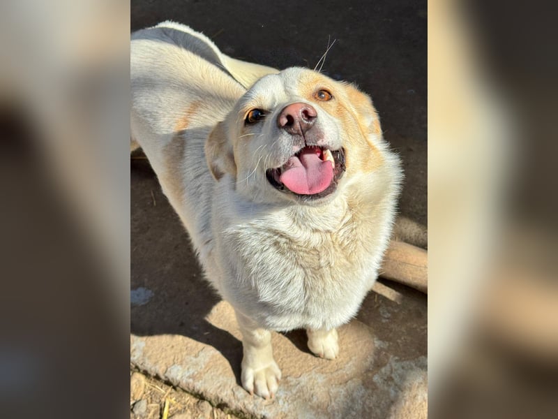 BLONDIE - Zuhause gesucht...