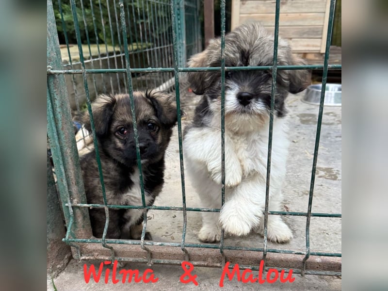 WILMA & MALOU